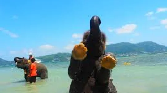 ビーチで象乗り